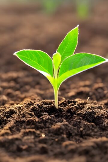 Seedling A seedling is a very young plant that is in its early stages of growth. It usually starts as a small sprout emerging from the soil, with a thin stem, a pair of leaves, and a tiny root system. With proper care and nurturing, the seedling grows into a mature plant over time.